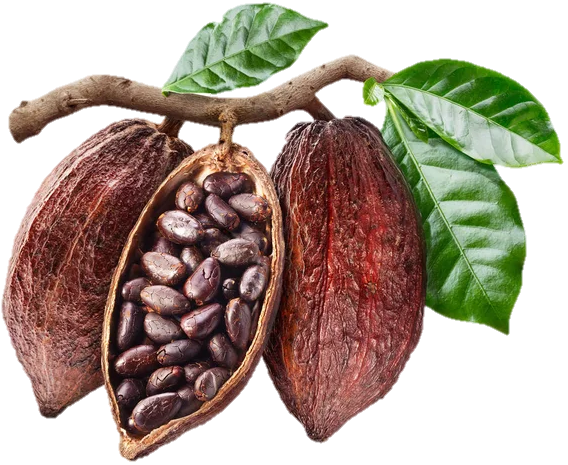 cacao